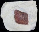 Fossil Leaf (Beringiaphyllum) - Montana #37213-1